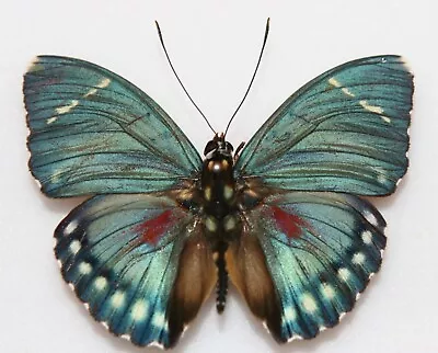 Butterfly X1 Male Euphaedra Zampa (Ghana) • $12