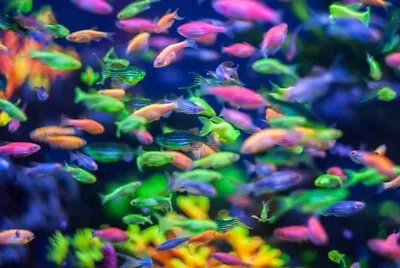 Group Of 12 Live Premium Glo-Fish Danios GloFish Freshwater Tropical Fish • $79