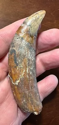 Beautiful XL Allodesmus Canine Tooth Miocene Mammal  Sharktooth Hill California • $285