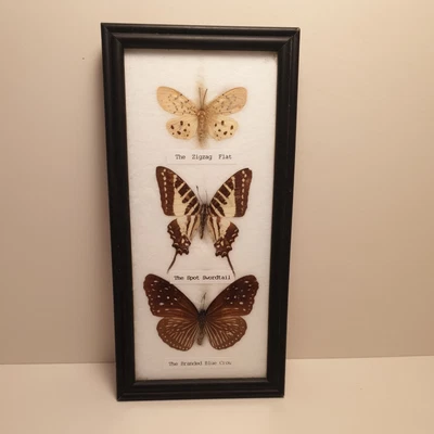 £21.35 • Buy 3 Framed Butterflies Taxidermy Insect Vintage Picture Zigzag Flat Spot Swordtail