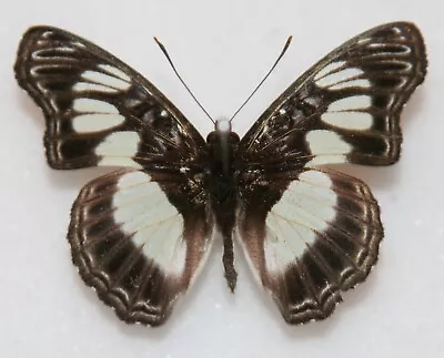 Butterfly X1 Male Pseudathyma Falcata (Ghana) • $12