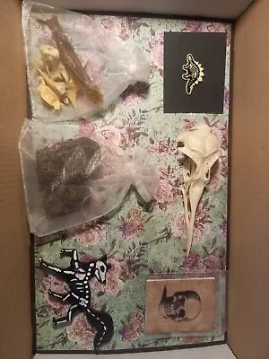 Mixed Oddities Box - Skulls - Bones - Wicca - Pagan - Taxidermy - Oddities   • £25