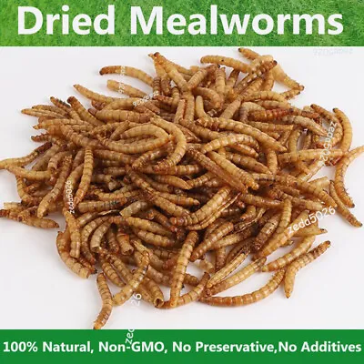 11-44lbs Bulk Dried Mealworms Non-GMO For Wild Birds Chickens Hen Meal Treats  • $55.99