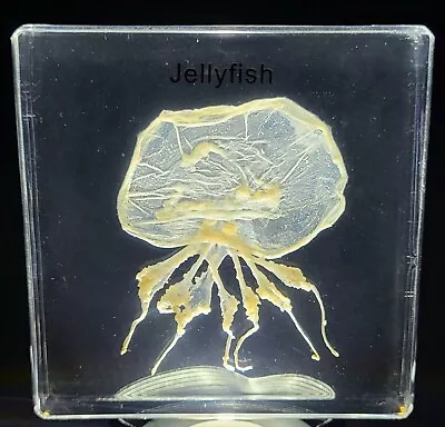 2.9  Real Jellyfish In Clear Lucite Resin Preserved Sea Marine Animal Collection • $22.45