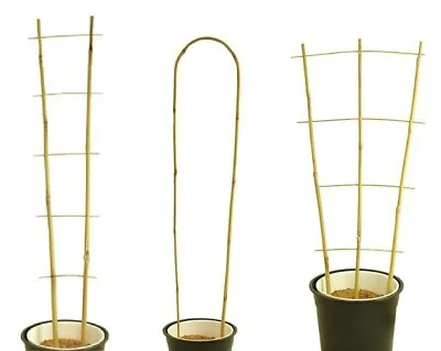 Bamboo Cane Plant Pot Trellis Fan Garden Flower Support Frame Stake Stick Pole • £5.99