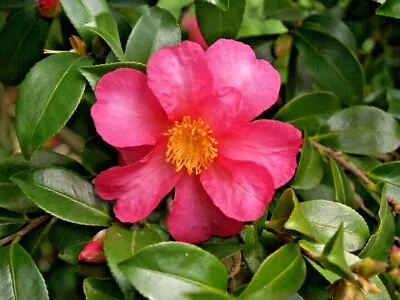 12 CAMELLIA KANJIRO SEEDS - Camellia • £5.63