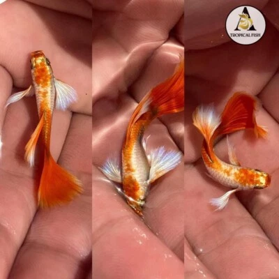 $19.95 • Buy 1 Male  ☆ Live Guppy Fish High Quality ☆ DUMBO SANTA Claus New Strain¿