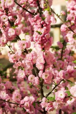 $3.89 • Buy 10 FLOWERING ALMOND Prunus Triloba Plum Rose Tree Double Pink Flower Shrub Seed