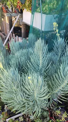 Senecio Vitalis (Narrow Leaf Chalk Sticks)_2x Cuttings - Mermaid Tail Parent • $6.95