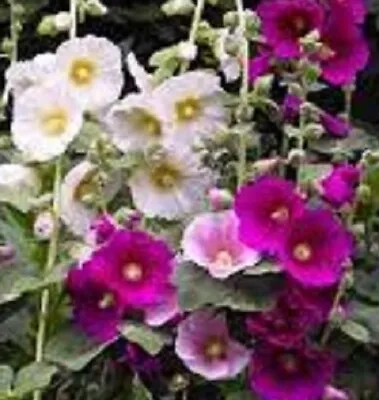 Pink Hollyhocks Alcea Seeds Or Select Your Hollyhocks Seed Colour • £2.19