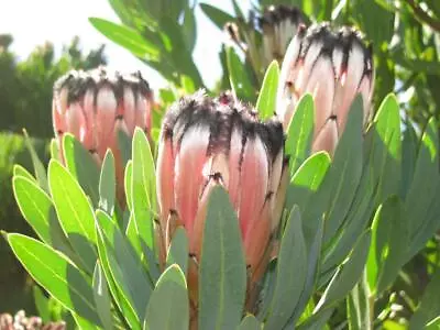 Laurel Leaf Protea (Protea Lauriflora) 5 Seeds • $5.99