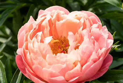 Peony Coral Charm Plant Perennial 1 X 2 Ltr Pot Big Double Flower • £12.99