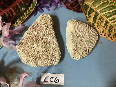 Natural Atlantic Brain Coral EC6 • $6.95