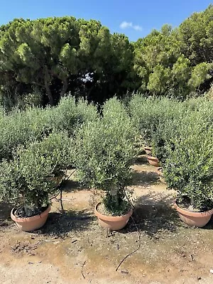 Ancient Gnarled Trunk Olive Tree 3-4ft Height  30L Pot • £200