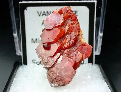 Minerals : Red Vanadinite Crystal Group On Small Matrix From Acf Mine Morocco • $2.25