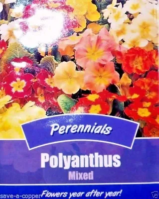 £0.99 • Buy Polyanthus Mixed - Primula - Perennial - 60 High Quality Flower Seeds