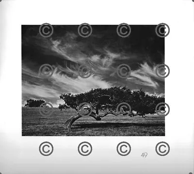 BOOK PLATE B&W Photo MORLEY BAER Oak San Carlos / Fallen Oak Nicasio 9X9.5  • $9.99