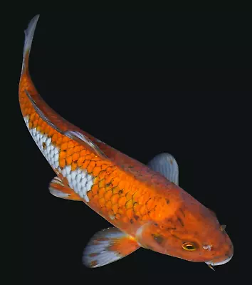 Live Koi Fish 11-12  Ochiba Male Koibay • $125