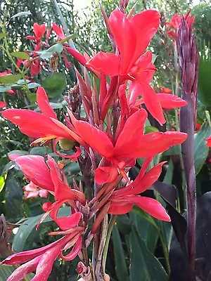 Canna Indica Cannalily Petite Butterfly Red 10 Seeds Beautiful. • $10