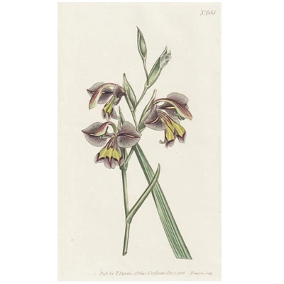 £40.06 • Buy Rare 1803 Curtis Botanical Magazine No. 688 GLADIOLUS VIPERATUS (orchidiflorus)