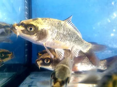 £55 • Buy Ghost Koi 4-5 Inch Carp Lake Pond Live Fish X10