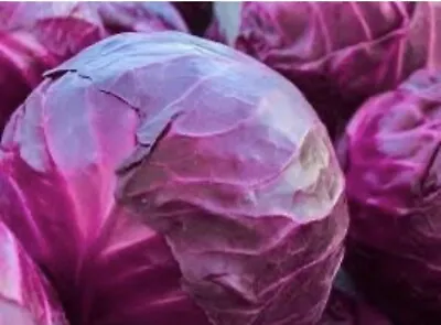 200 X CABBAGE RUBY F1 RED PURPLE SEEDS . NON GMO • £1.50