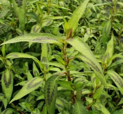 LARGE 1 Foot Vietnamese Coriander Mint FRAGRANT VARIETY Laksa Leaf Herb Plant • £8.99