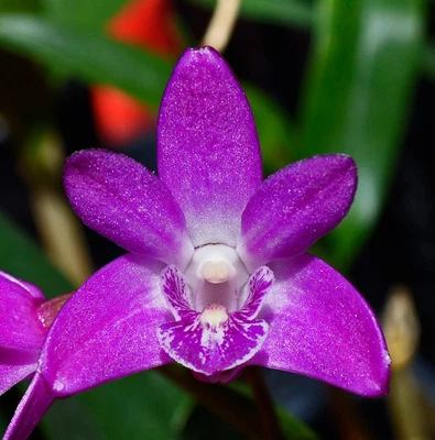 $9.50 • Buy Orchid -Dendrobium Kingianum 'Helen'