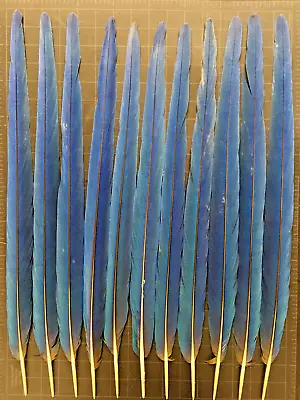 11 MACAW PARROT BLUE & GOLD TAIL FEATHERS - NAC Peyote Powwow Native Regalia • $155