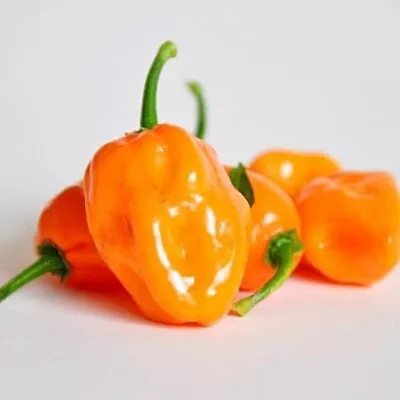 20 Fresh Hot Habanero Orange | NON-GMO | Premium Pepper Seeds-B 34 • $2.76