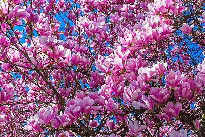 5 LILY MAGNOLIA Flower TREE Pink & Purple Fragrant Tulip Magnol Liliiflora Seeds • $5