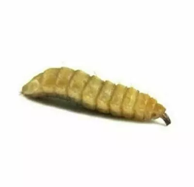 Black Soldier Fly Larvae - Live Soldier Worms Free Shipping • $9