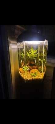 $85 • Buy Hexagon Fish Tank