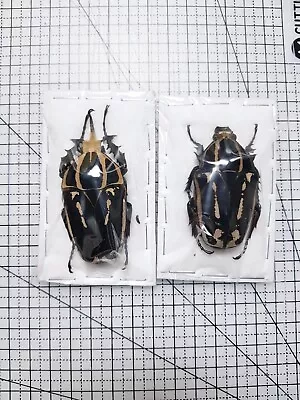 Cetoniidae : Mecynorrhina Torquata Ugandensis - Dark Bule Pair Beautiful  • $240