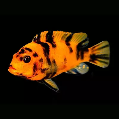 OB Red Zebra Mbuna | Male & Female | Maylandia Zebra | Lake Malawi Cichlid • £30.36