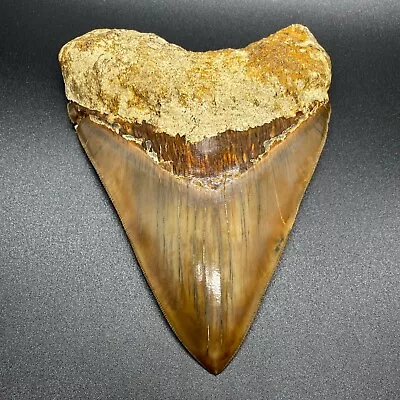 Sharply Serrated GORGEOUS Quality 5.90  Fossil MEGALODON Shark Tooth- No Reserve • $102.50