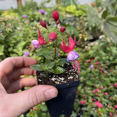 Fuchsia ‘windchimes Upright Rose/purple’! Live Plant! • $6