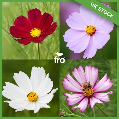 Cosmos Seeds - Premium Quality - Red - White - Pink - Mixed - Uk Dispatch ✅ • £2.99