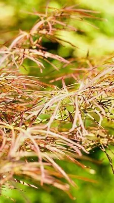 $6 • Buy 15 SHINOBUSA OKA JAPANESE MAPLE SEEDS - Acer Palmatum