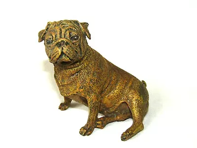 Large Austrian Cold Painted Bronze Pug Dog C1920 Unmarked Franz Bergman 2nd • £180