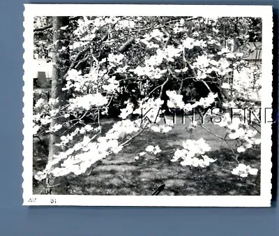 Found B&w Polaroid H+9349 Abstract Of Flowers On Tree • $6.98