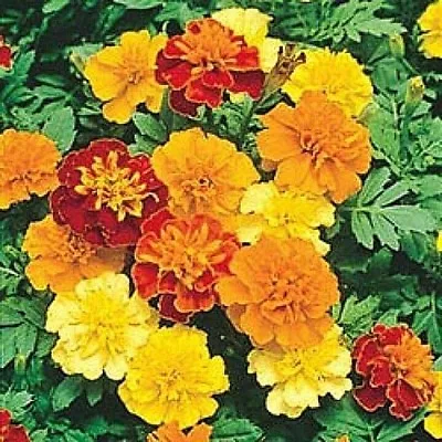 501+Sparky Mix DWARF FRENCH MARIGOLD Flower Seeds Garden Containers Pollinators • $3.25