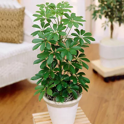 Schefflera Nora Dwarf Umbrella Indoor Houseplant (40-50cm Incl. Pot) • £13.99