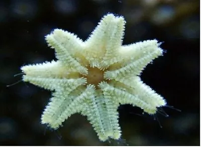 10 Asterina Starfish - Clean Up Crew - Harlequin Shrimp Food • £20