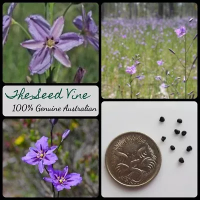 $4 • Buy 20+  ORGANIC CHOCOLATE LILY SEEDS (Arthropodium Strictum) Drought Edible Native