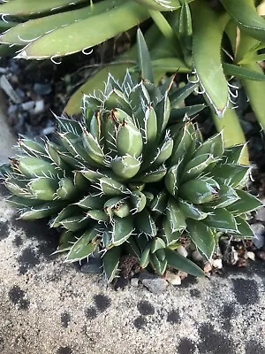 Agave Plant Clump • $39.99