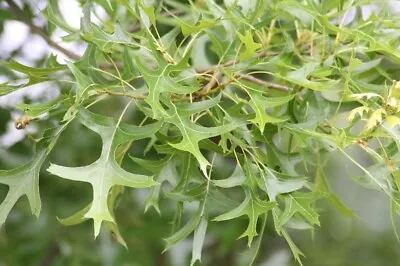 Pin Oak - Bare Root Seedlings 12-16  (4-Pack) • $15