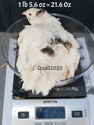 12 SELECT SUPER GIANT WHITE Coturnix Quail Hatching Eggs LARGEST IN THE WORLD!!! • $49.47