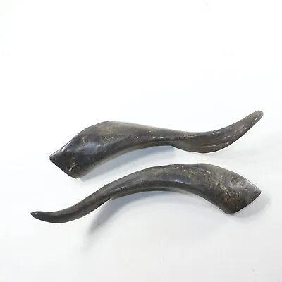2 Extra Large Polished Goat Horns #1330 Natural Colored • $39