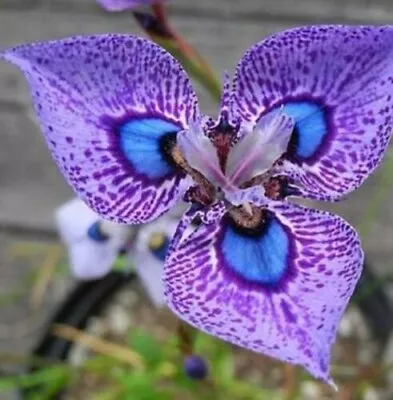 Rare Purple Blue Butterfly Iris Seeds Orchid Flower Plant Seed Free Aust Post • $15.95